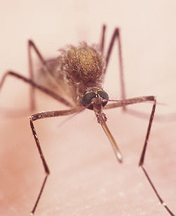 Mosquito on hand